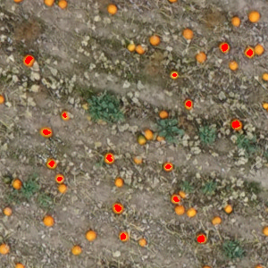 ../_images/crop_from_orthomosaic_annotated.png